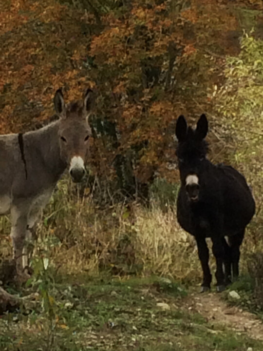 Deux petits ânes 摄影