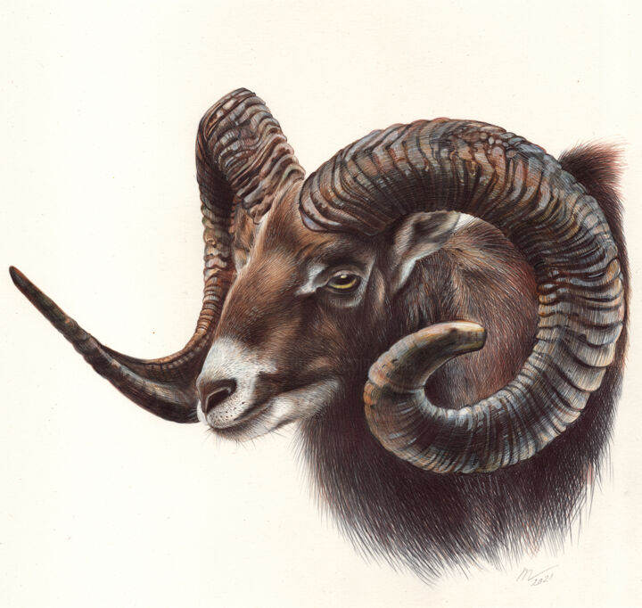 Mouflon 图画, 11x11.8 in