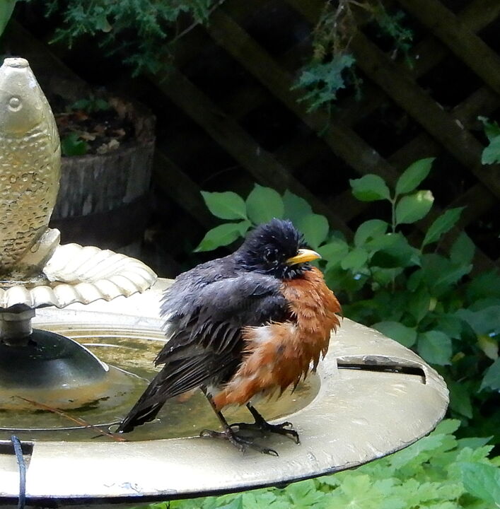 Robin after bath 摄影