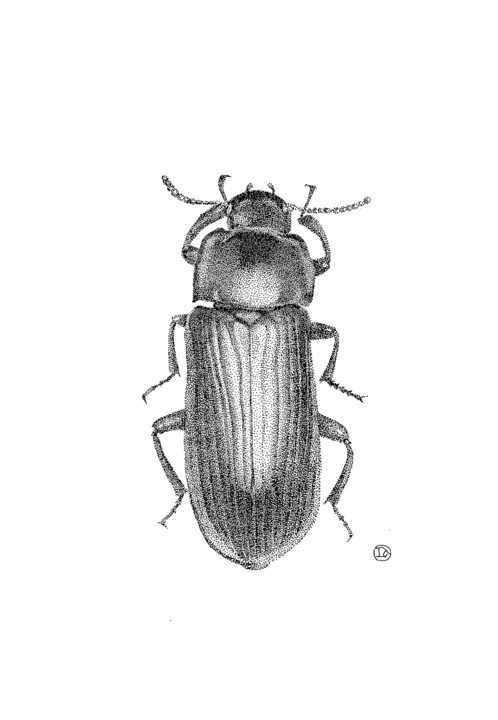 COCKCHAFER MAY BUG 图画, 7.1x5.1 in