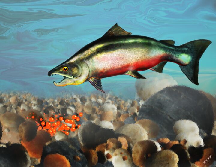 Spawning Pacific Salmon 数字艺术