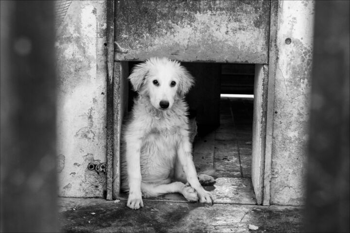 Fotografie getiteld "adotta, non comprare" door Nadia D'Agaro, Origineel Kunstwerk, Digitale fotografie