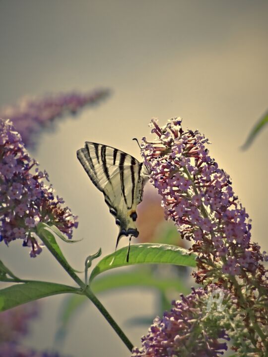 Aged shades on natural HDR area of tall machaon 摄影