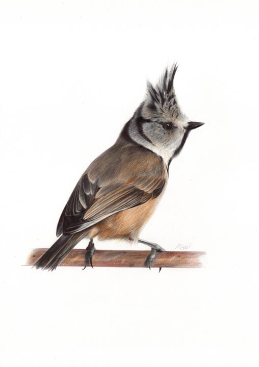 European Crested Tit on a Branch - Bird Portrait 图画, 13x9.1 in