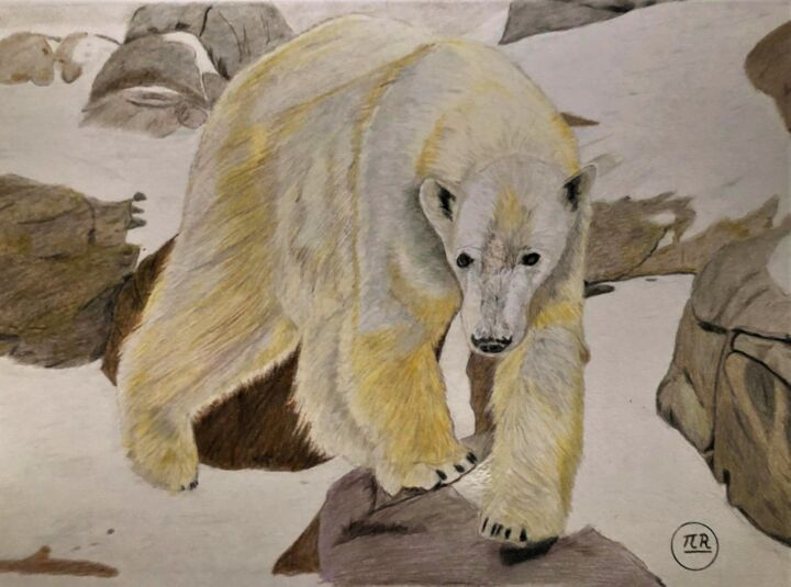Ours polaire 图画, 11x15.8 in