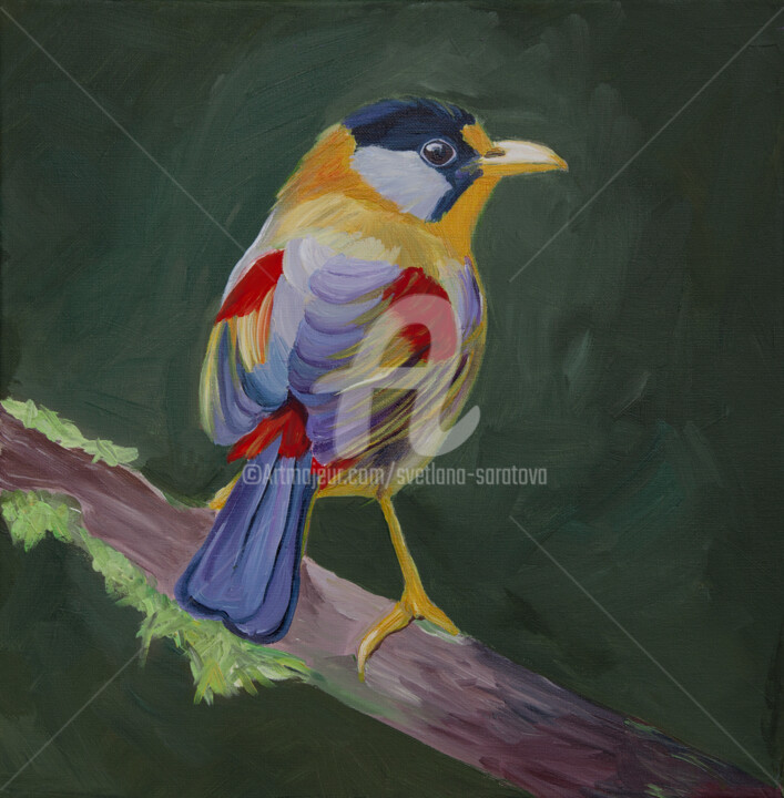 Colored bird on a dark green background. 绘画, 15.8x15.8 in