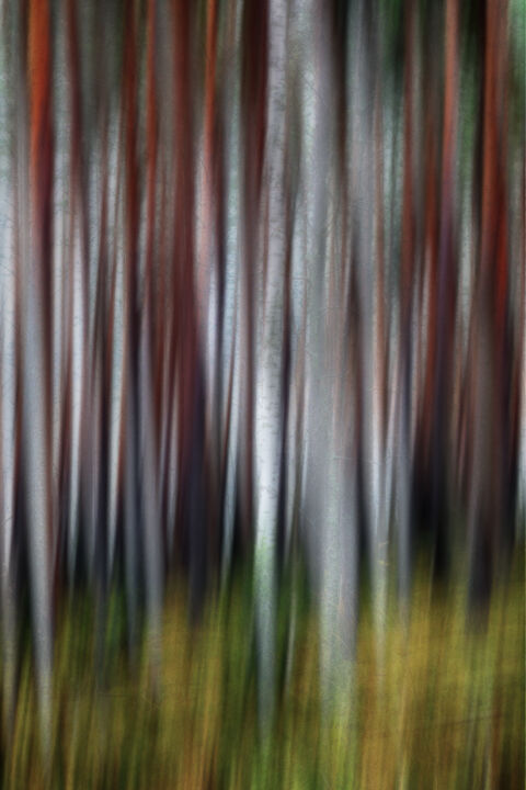 Metsä (studio 4) Photography, 29.5x19.7 in