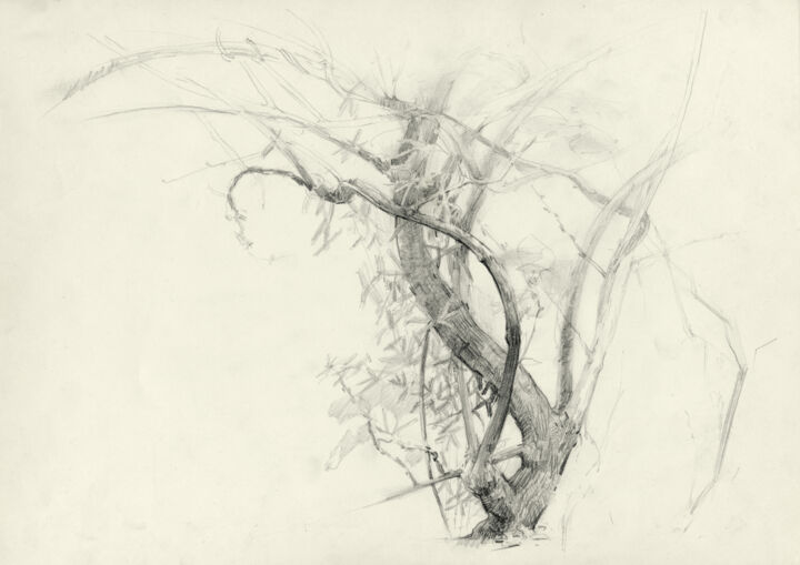 Pietrasanta. Tree in the courtyard Drawing, 7.5x10.6 in