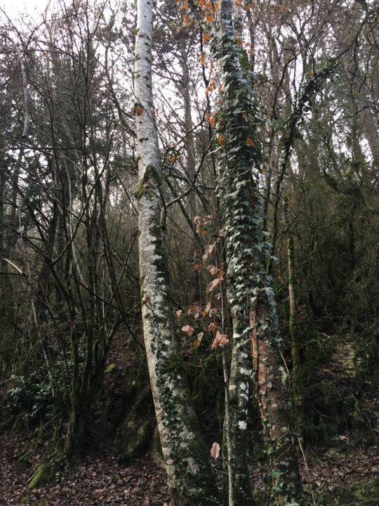 La différence des arbres 摄影