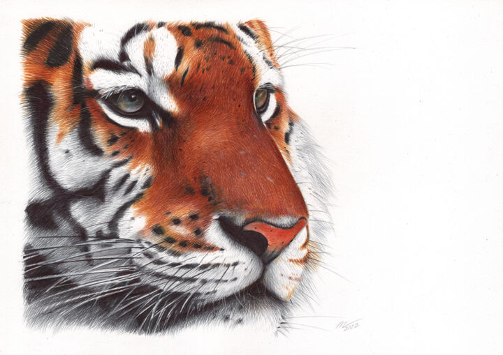 Tiger - Animal Portrait (Photorealistic Drawing) 图画, 9.1x13 in