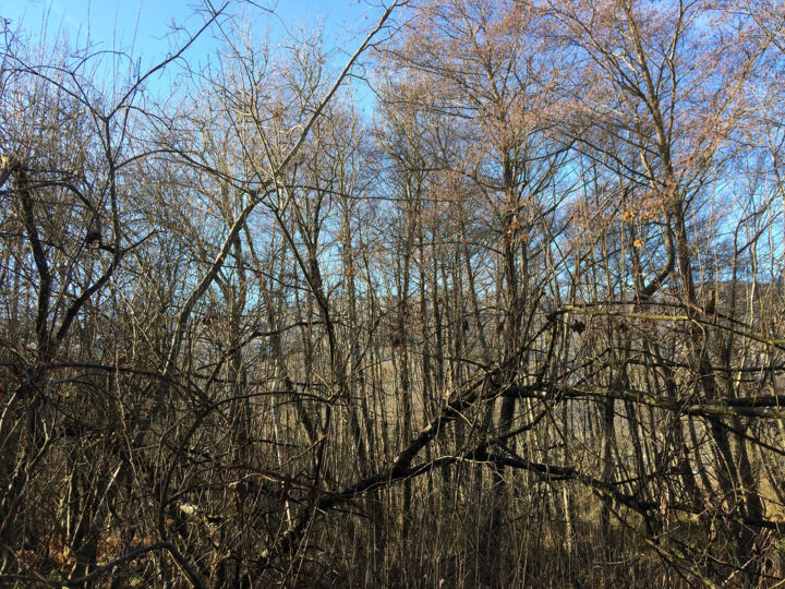 A travers les arbres 摄影