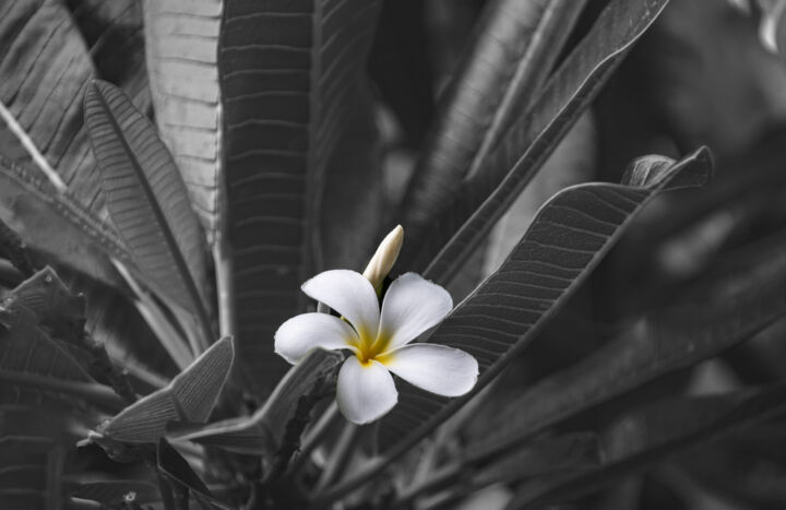 Photography titled "Plumeria/Frangipani…" by Debra Casey, Original Artwork, Digital Photography