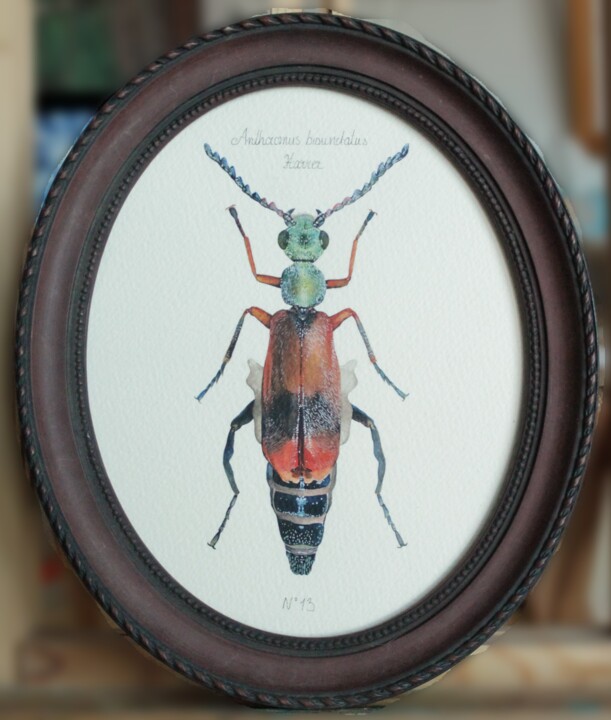 N°13 _ Anthocomus Bipunctatus Harrer 绘画, 8.3x6.7 in