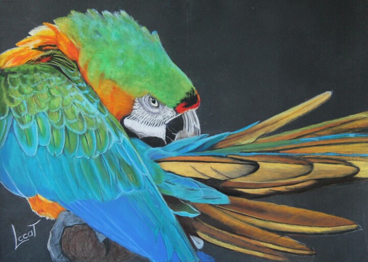 Peinture intitulée "Le ara militaire" par Catherine Costet (Lccat), Œuvre d'art originale, Pastel