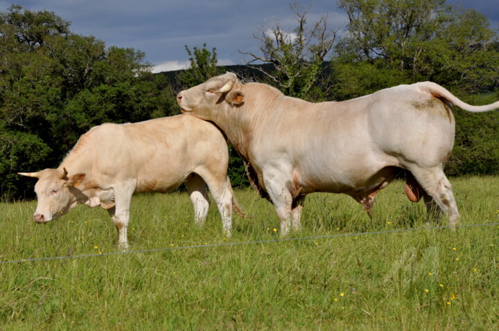 VOUS AVEZ DIT AMOUR VACHE ?