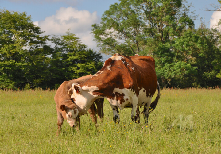 AMOUR INCONDITIONNEL …