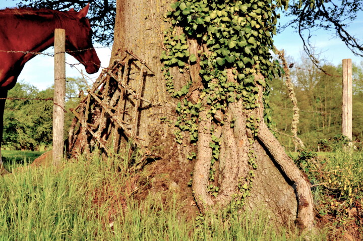 LE CHEVAL ET LE CHÊNE