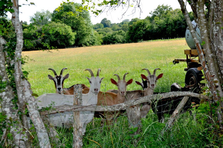 LA CURIOSITÉ EST UN JOLI DÉFAUT