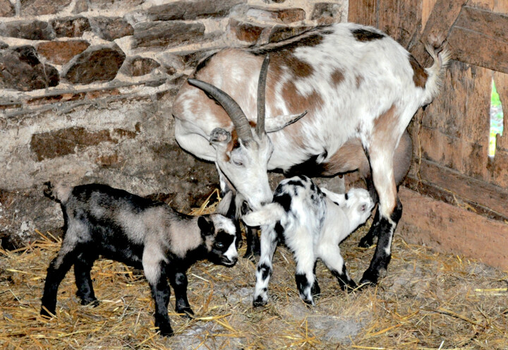 Athéna, une mère comblée