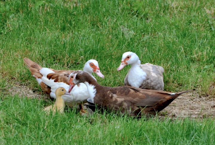 ADMIRABLES CANES DE BARBARIE …