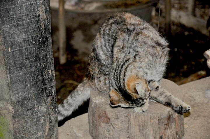 CHAUD COMME LE BOIS, ROND COMME UN CHAT