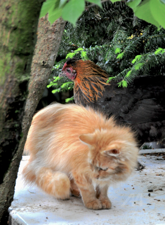 LE CHAT ET SA POULE
