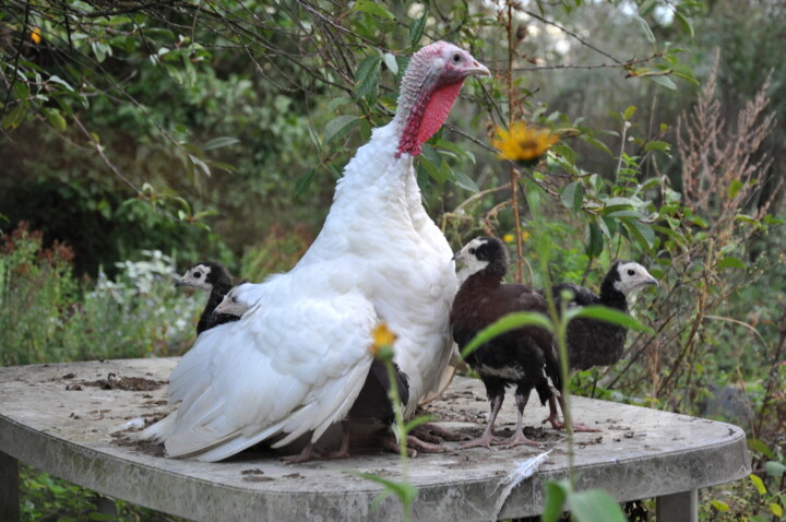 UNE DINDE NOMMÉE DOMINO