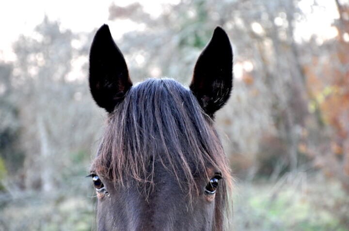 L'histoire extraordinaire d'une jument appelée Bohême