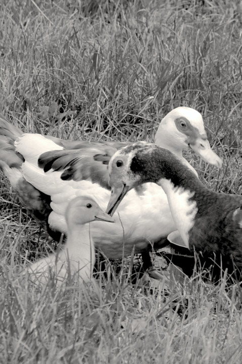 AMOUR MATERNEL CHEZ DES CANARDS