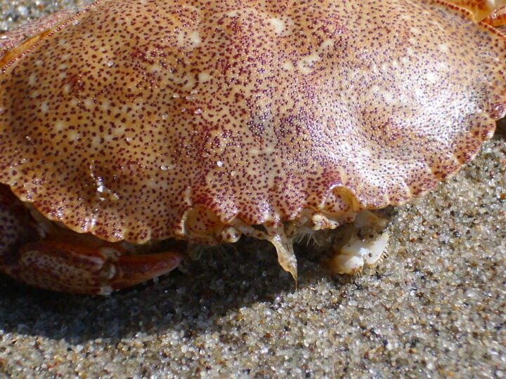 "Figure de Crabe" başlıklı Fotoğraf Alex Grimarts tarafından, Orijinal sanat, Fotoşopsuz fotoğraf