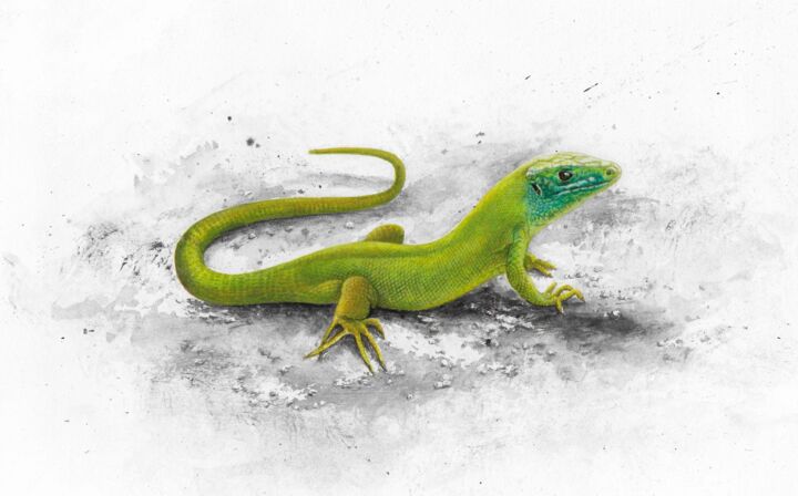 Arts numériques intitulée "lézard vert occiden…" par Gisele Vey, Œuvre d'art originale, Travail numérique 2D