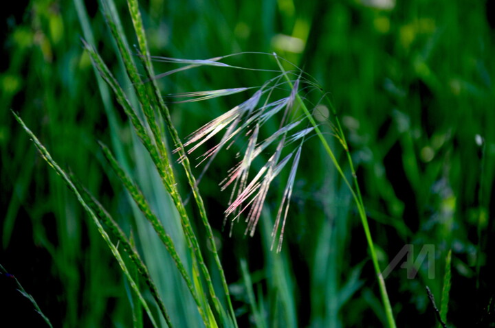 Graminée jouant avec le soleil