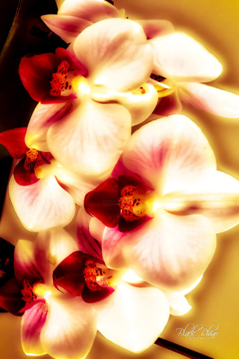 Orchid Serenity Printmaking, 60x40 in