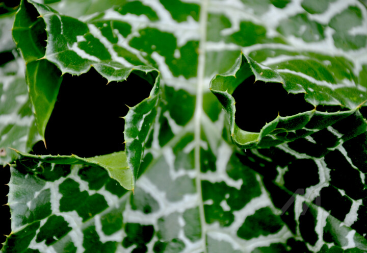 Feuille de Chardon-Marie