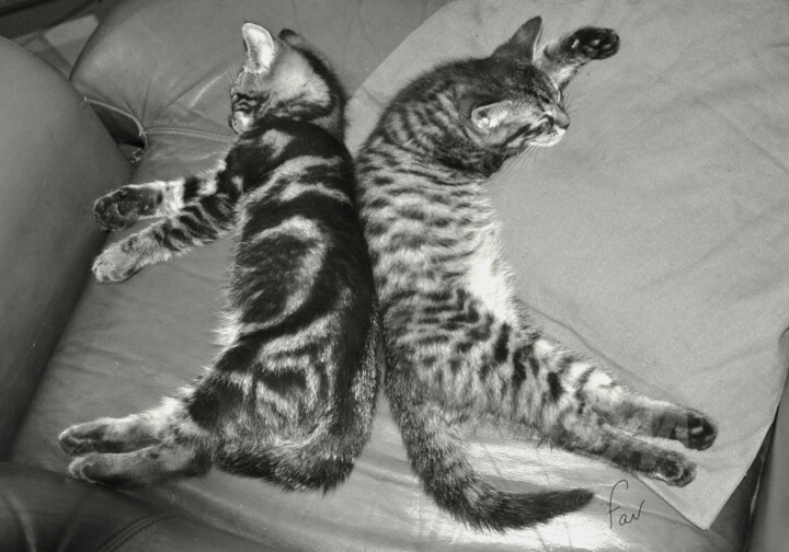 Mes chats lorsqu'ils étaient adolescents