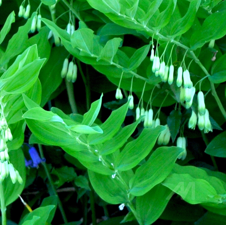 Sceaux de Salomon et jacinthe des bois