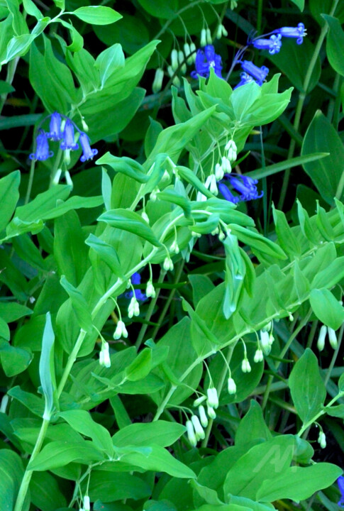 Sceaux de Salomon et jacinthe des bois. Une autre vue.