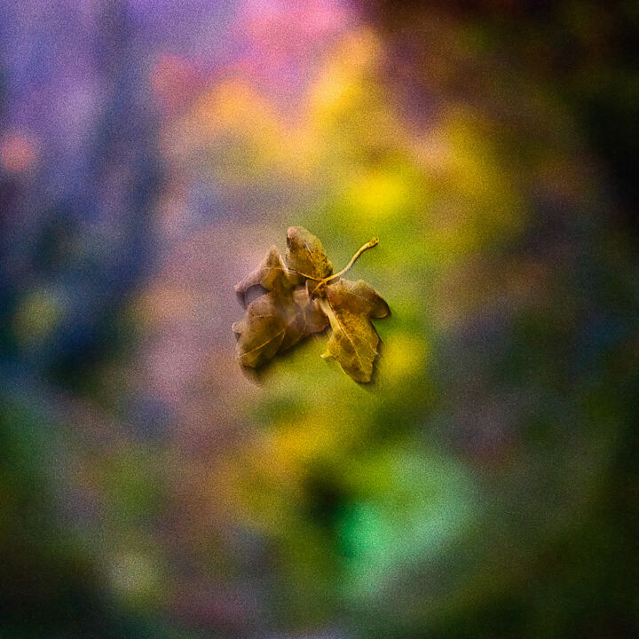 Fotografie getiteld "La foglia" door Cristian Palmieri, Origineel Kunstwerk, Digitale fotografie