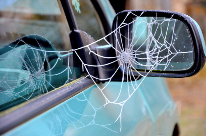 Toile d'une araignée narcissique