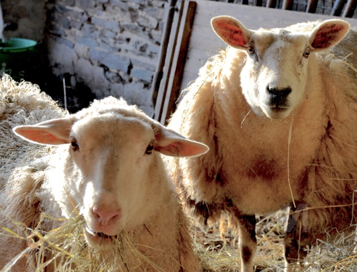 Brebis étonnées ! tellement étonnantes