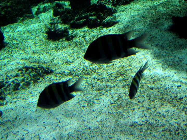 "Shadow of the Under…" başlıklı Fotoğraf Anne Dieste tarafından, Orijinal sanat, Dijital Fotoğrafçılık