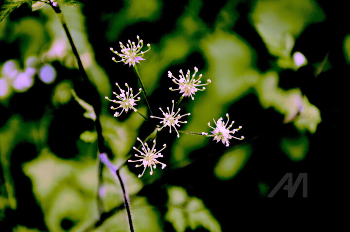 Feu d'artifice dans une haie