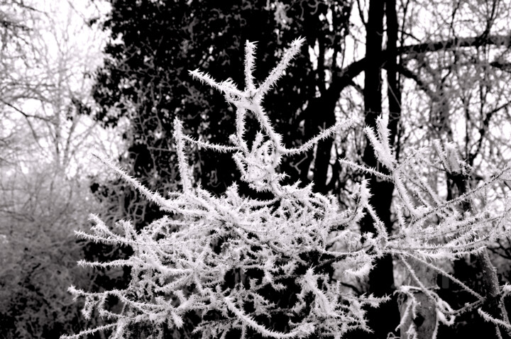 Une étoile est née …