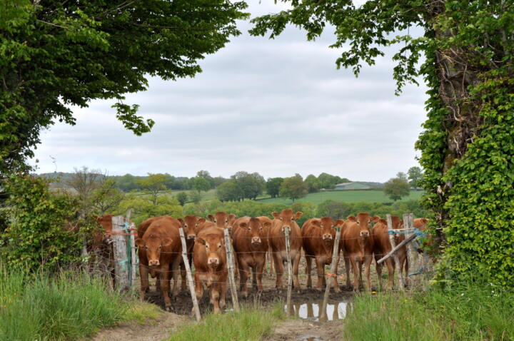 Limousines … la curiosité est un joli défaut !