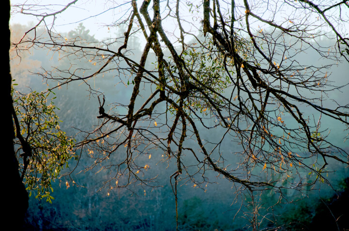 Soleil couchant sous un tilleul remarquable