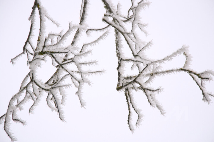 Branches japonisantes