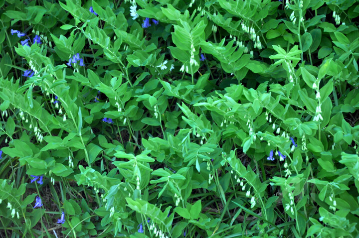 Sceaux de Salomon et Jacinthes des bois.