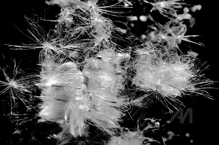 Prêtes à s'envoler.