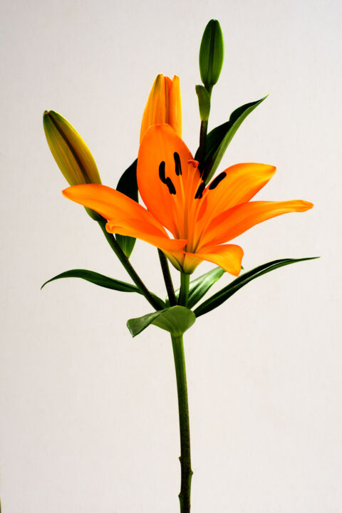 제목이 "Lilium"인 사진 Daniel Ravel로, 원작, 디지털