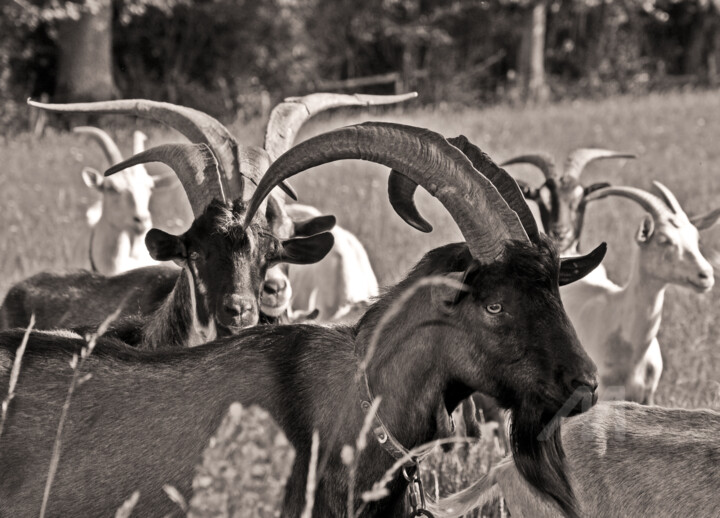 Cornes dans la brume